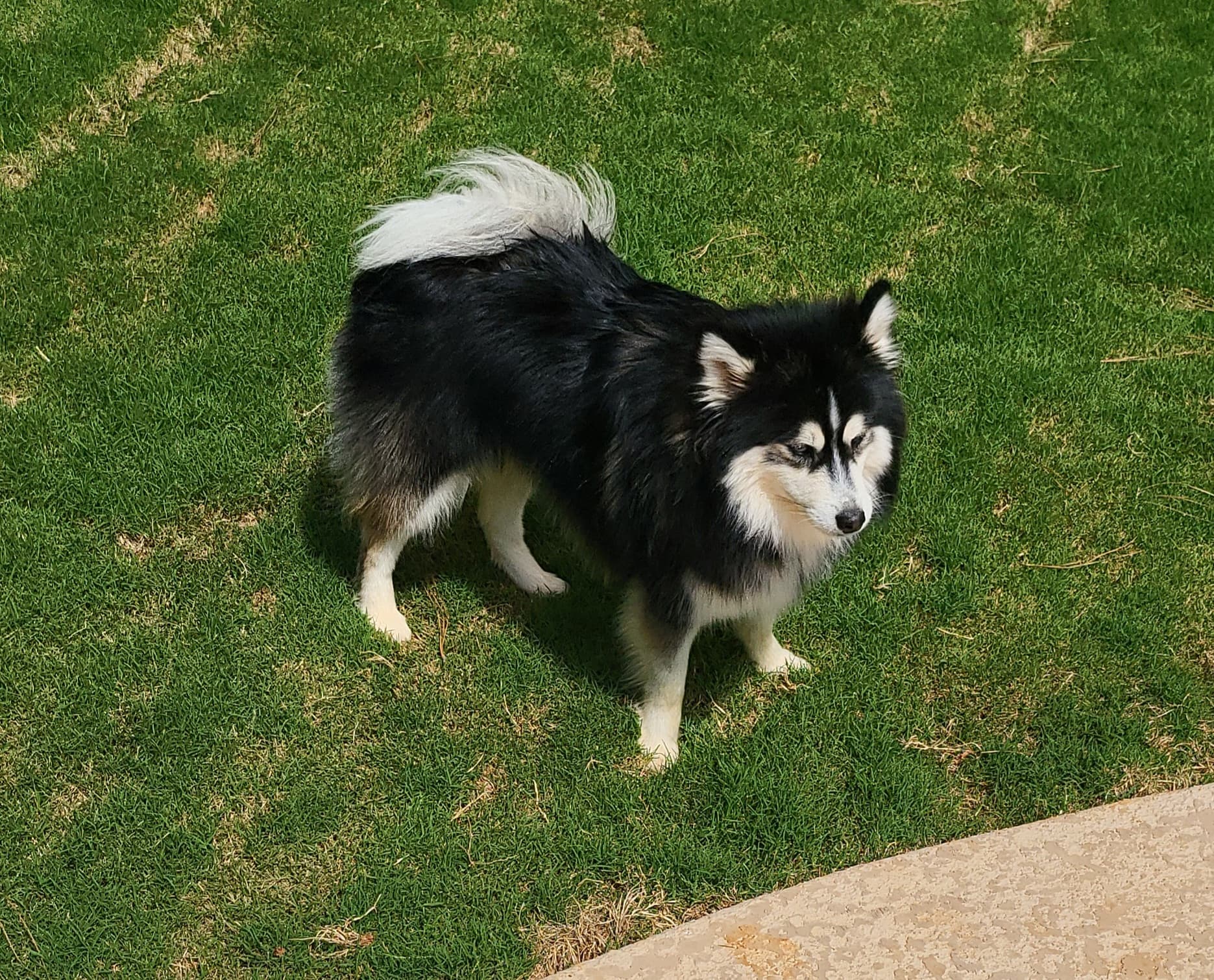 Sunset romp in the yard