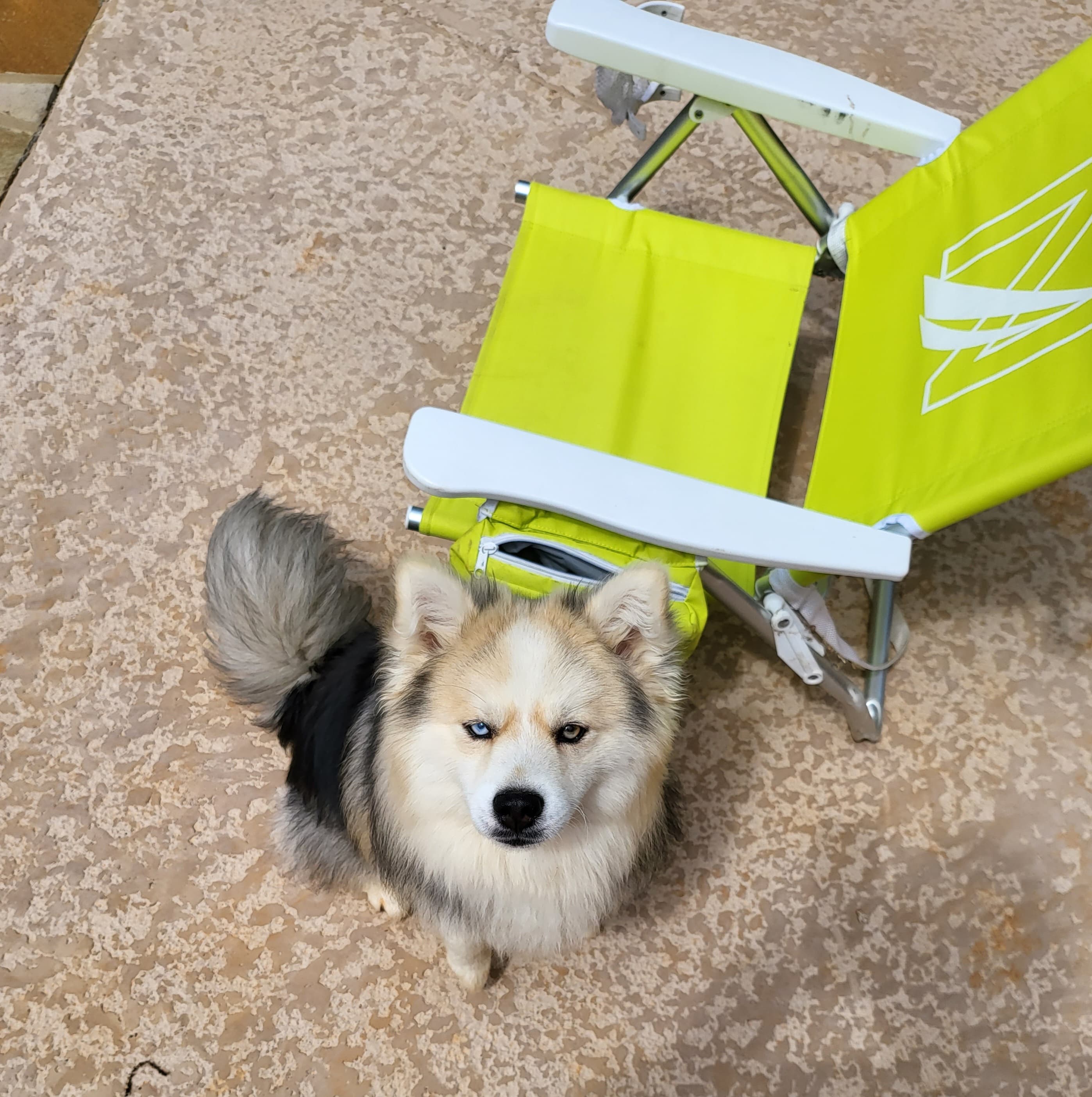 Winston the F2 Pomsky showing off his coat