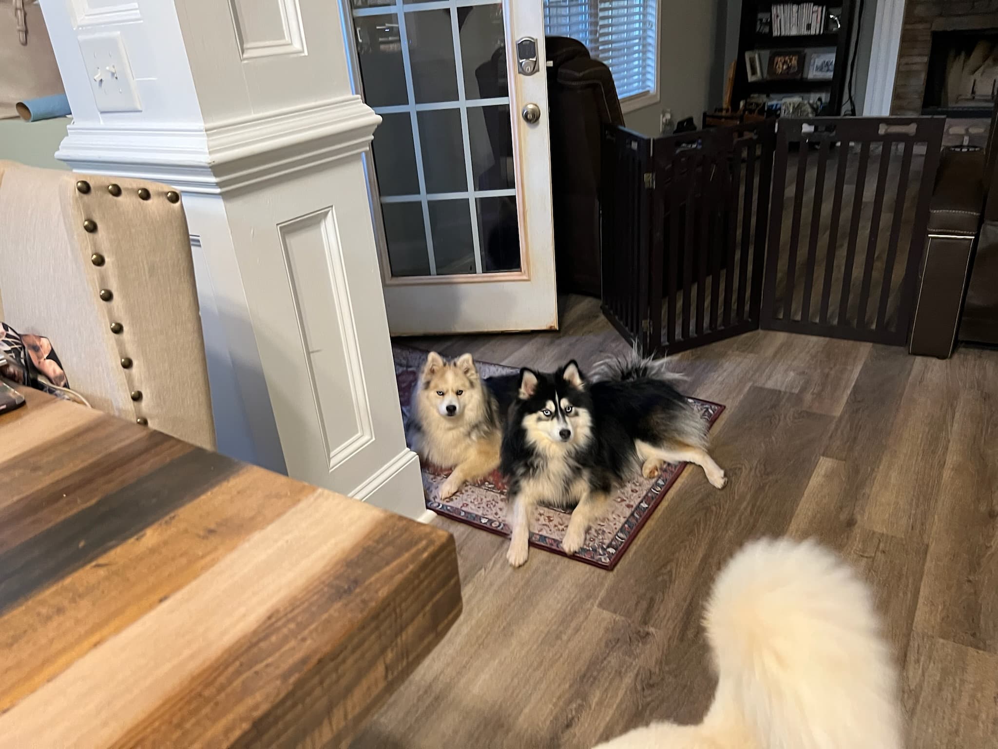 Duke and Winston relaxing together