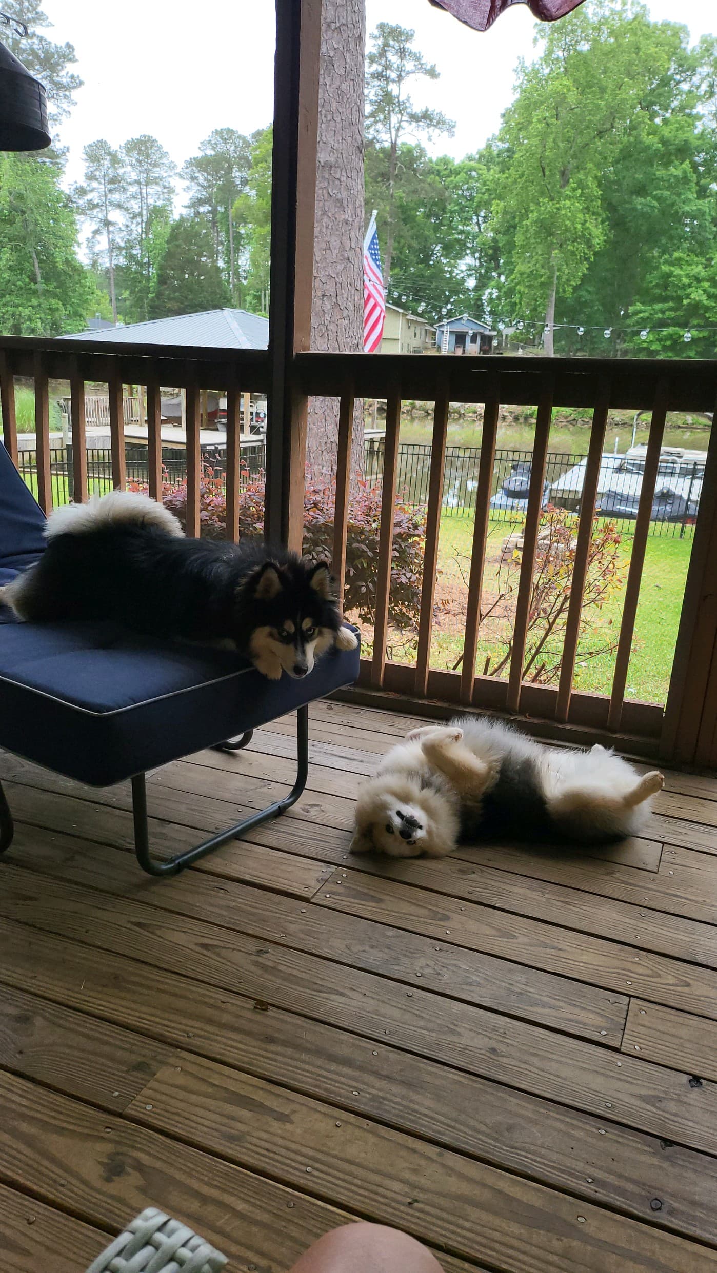 Duke and Winston playing